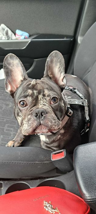 Французький бульдог шукає Принцесу для потомства. Случка.