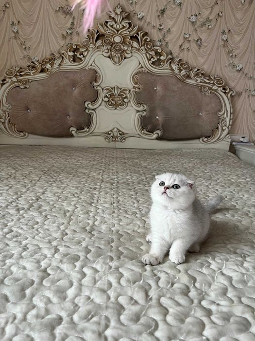 Висловуха дівчинка срібна шиншила, Шотландські кошенята