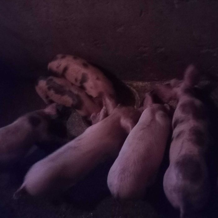 Leitões para criar ou assar