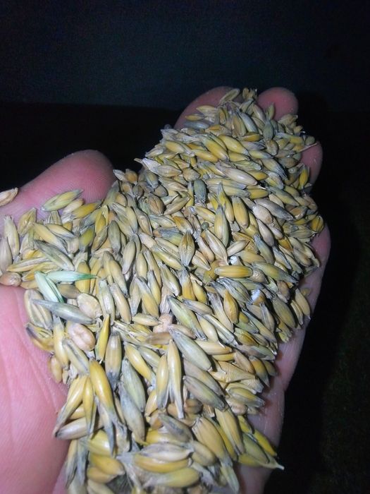 Mieszanka owsa z jęczmieniem