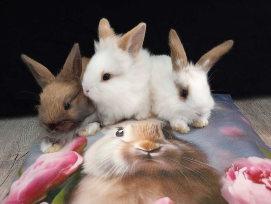 Króliczki miniaturki lewki samczyki i samiczka (Lionhead)