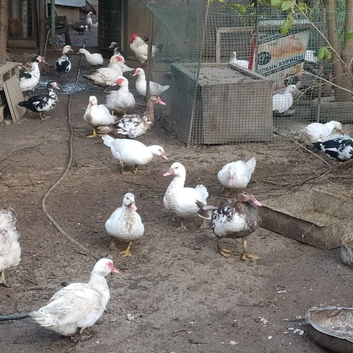 Продам мускусные утки (шипуны)