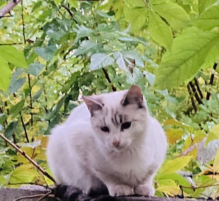 Котики в добрі руки