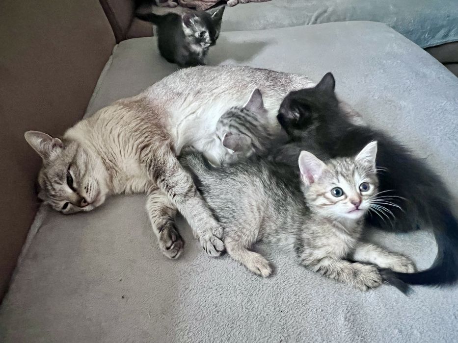 Кошенята безкоштовно