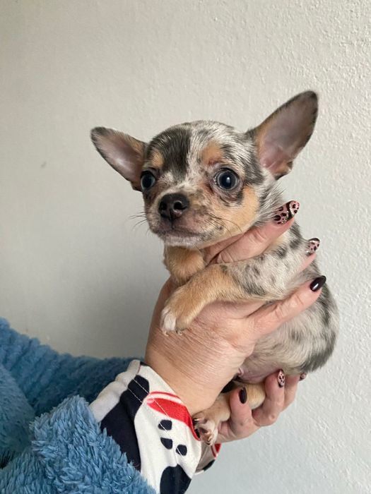 Chihuahua , Śląsk,  piesek ,  szczeniak kolor blue merle