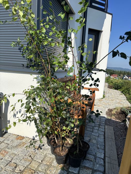 Brzoza użyteczna Doorenbos betulus utilis szczepione brzozy 200cm