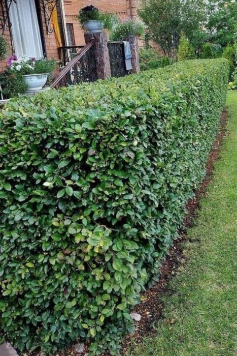 Професійний догляд за садом та територією | Швидко та якісно