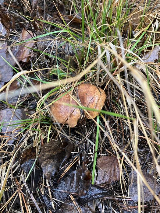 Продаж дачноі ділянки