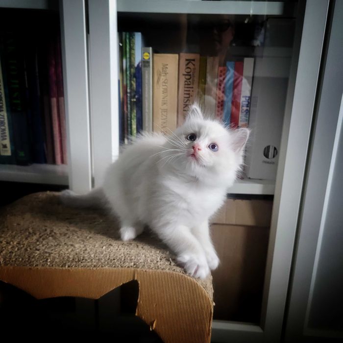 koty rasy ragdoll