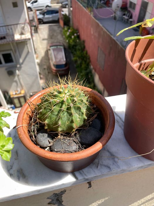 Cactos vaso médio