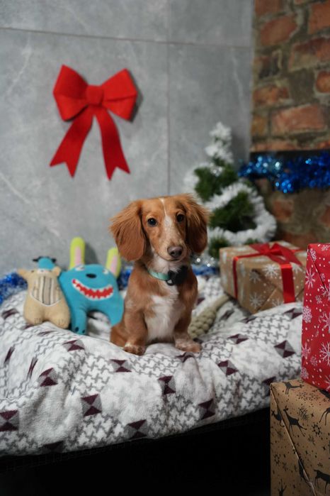 Школа Дресирування навчання собак Васильків Бобриця з проживанням