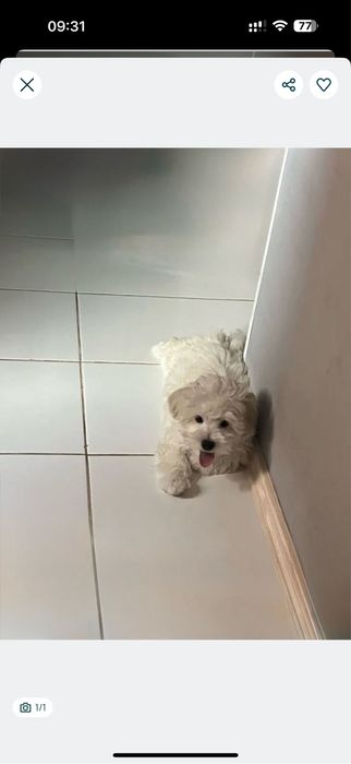 .Мальтипу ф1 беби фейс,, можно выгуливать