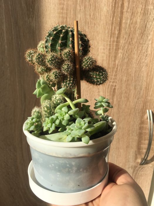 Квіти, вазони, кімнатні рослини.