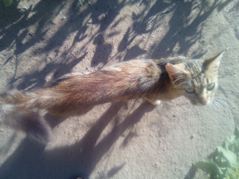 Пропала Кішка місто Дружківка винагорода за знаходження