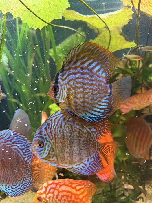 Paletka red turkus Dyskowce