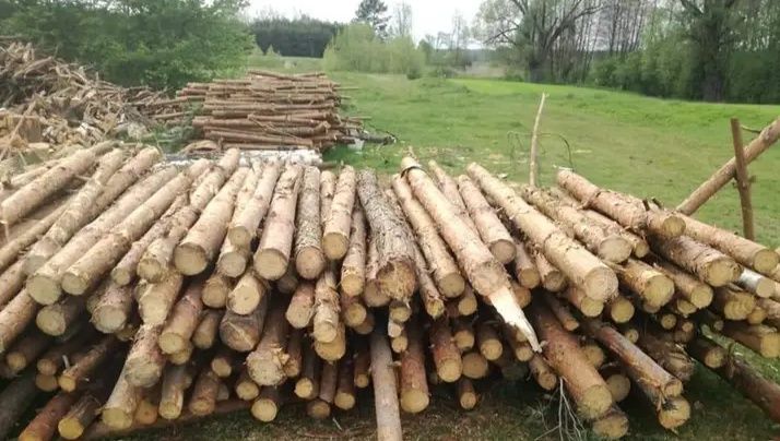 Drewno opałowe sosnowe   cięte i działanie.
