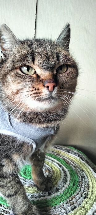 Найкраща кішка шукає дім!