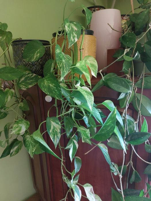 hoja epipremnum snow I marble variegata