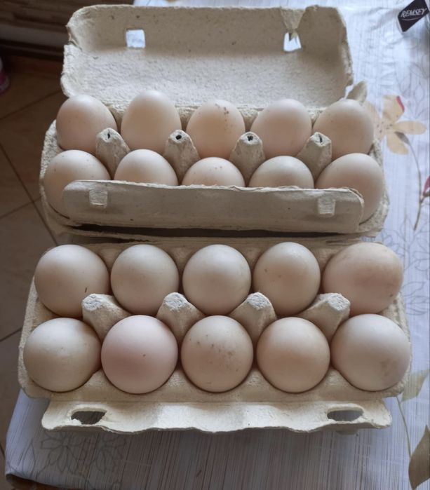 Świeże jaja jajka kaczek kaczki francuskich