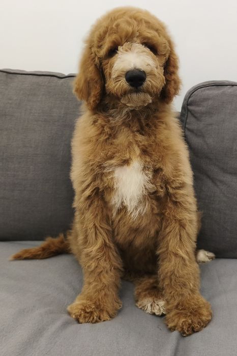 Urocza suczka pudel standart Giant.duży pudel.