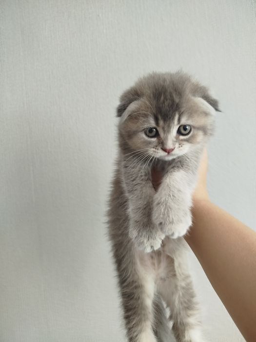 сріблястий таббі ,black silver tabby.шиншила веслоуха дівчинка