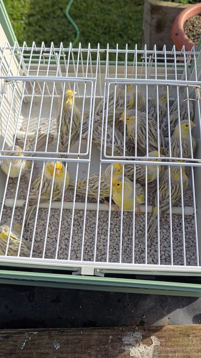 Canários Ágata topázio amarelo mosaico