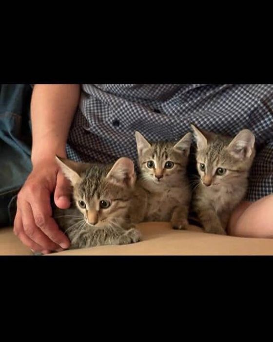 Котята бесплатно котенок