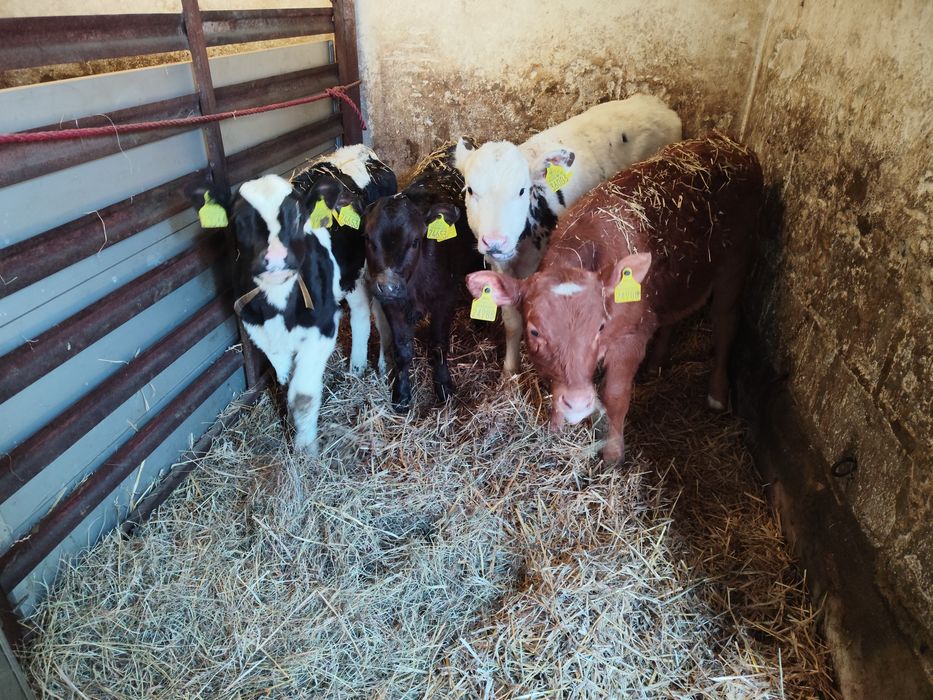 4 jałoszki Polskie gryzaki