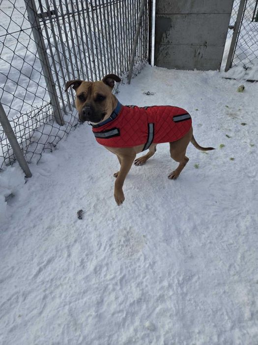 ARIA - Schronisko dla Zwierząt w Ostródzie