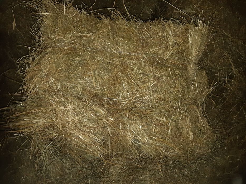 Siano prosto że stodoly