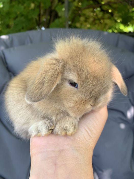 Декоративні баранчики висловухі