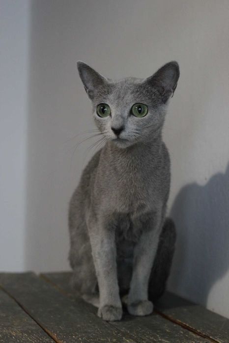 Kotka rosyjska niebieska FPL