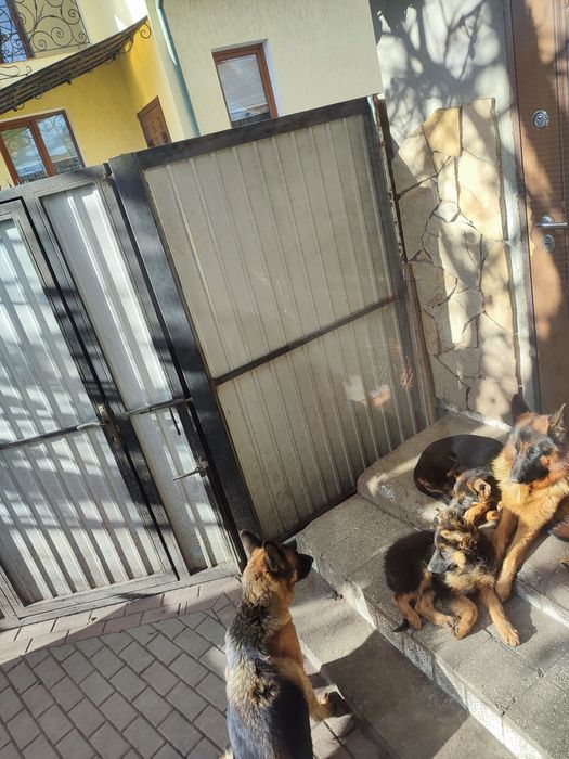 Продаю щенят німецької вівчарки