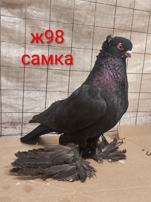 Узбеки, узбекські різної масті