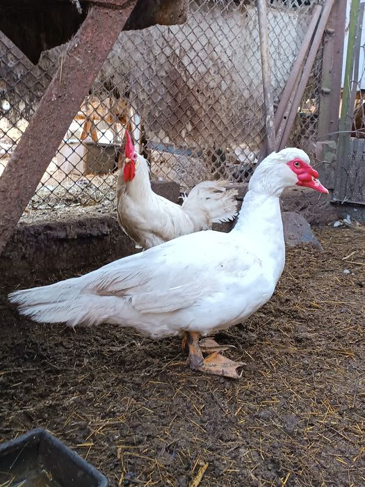 Індокачки німецької лінії, мускусна качка