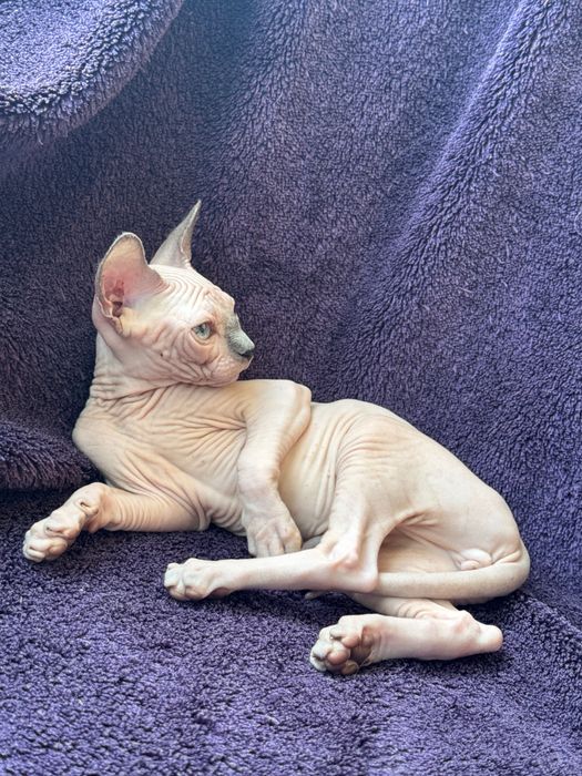 Сфінкс кошеня хлопчик