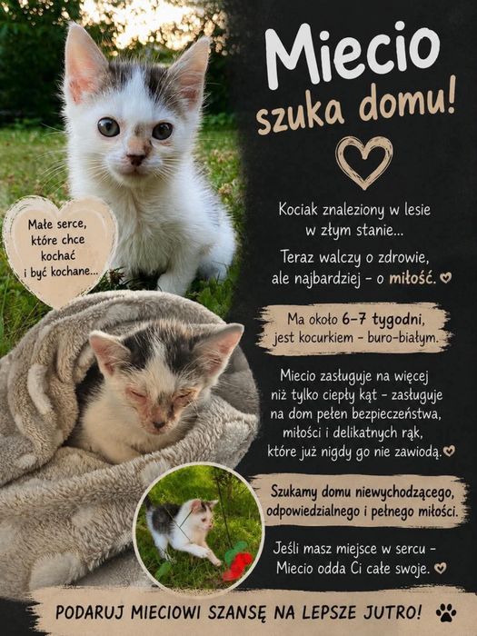 Oddam kotka w dobre ręce