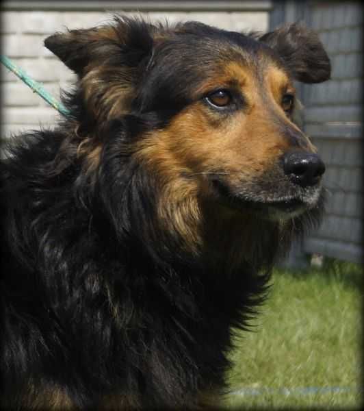 Roki - duży pieszczoch do adopcji