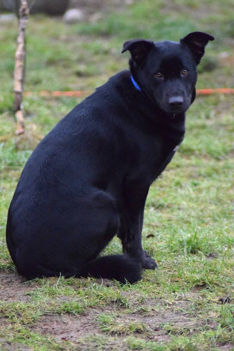 Około 1,5 roczna Hera czeka na odpowiedzialny dom!