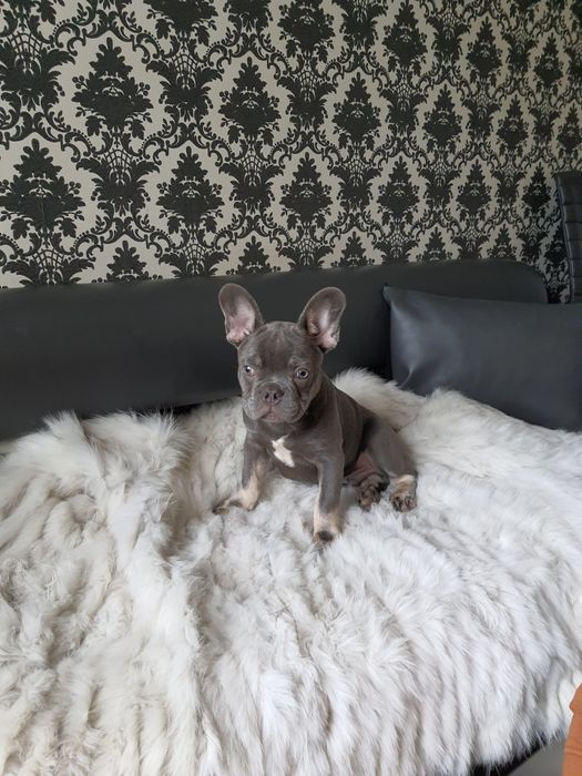 Очень породный малыш, редкий качественный окрас: голубой с подпалом