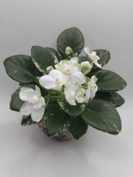 Міні та напівміні фіалки