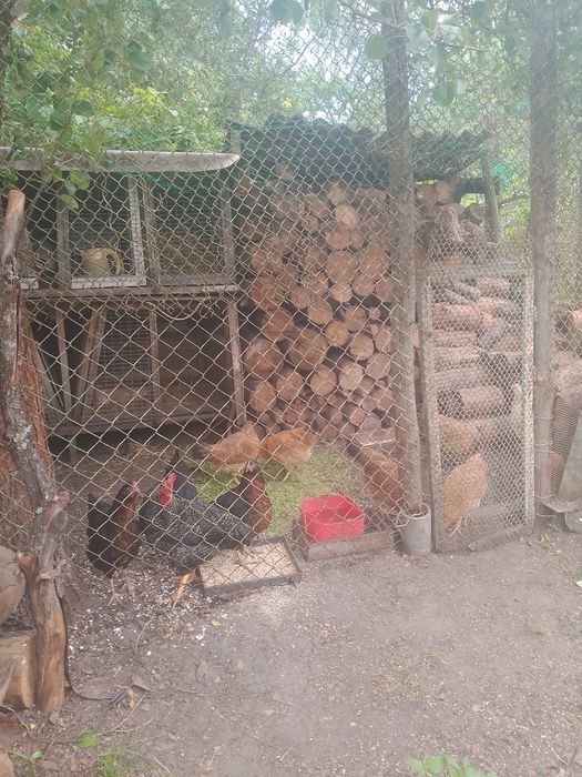Продам курей та півня