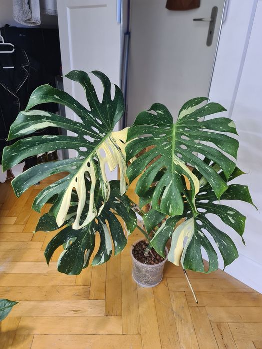 Monstera thai constellation big form XL