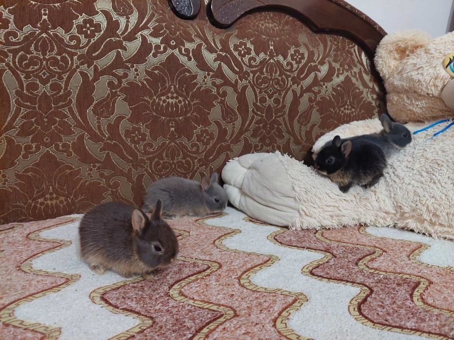 Декративний нідерландський  міні кролик