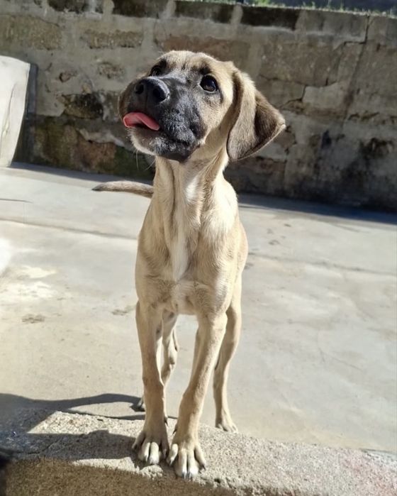 Cãozinho 4 meses para adoção responsável