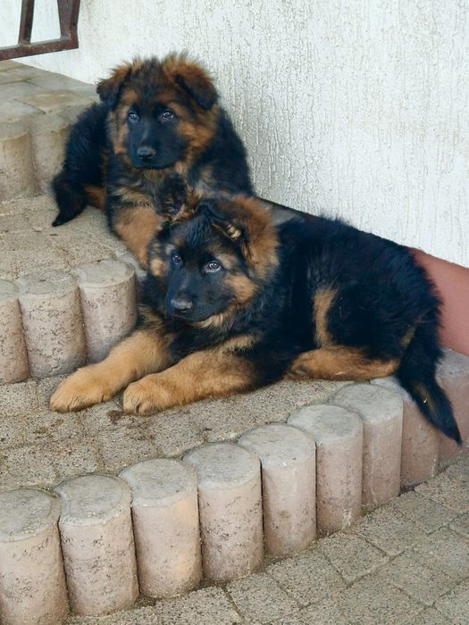 Owczarek niemiecki długowłosy szczenięta owczarki