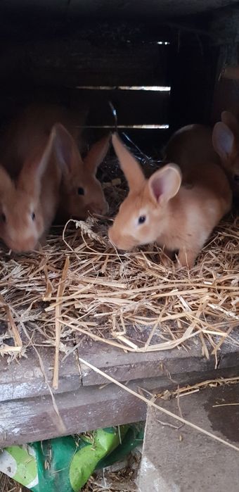 Młode króliki srokacze i burgundy.