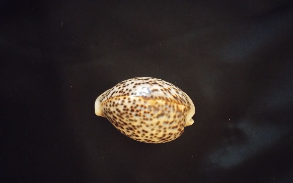 Ракушка натуральна тигрова