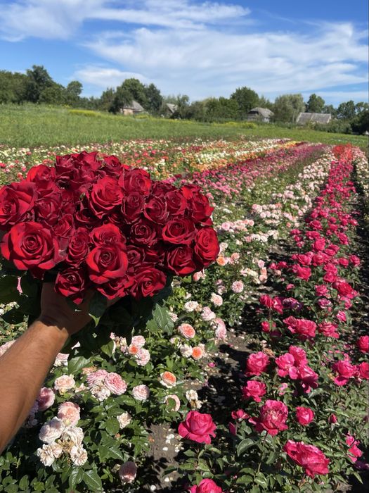 Саджанці троянд )/ Саженцы роз