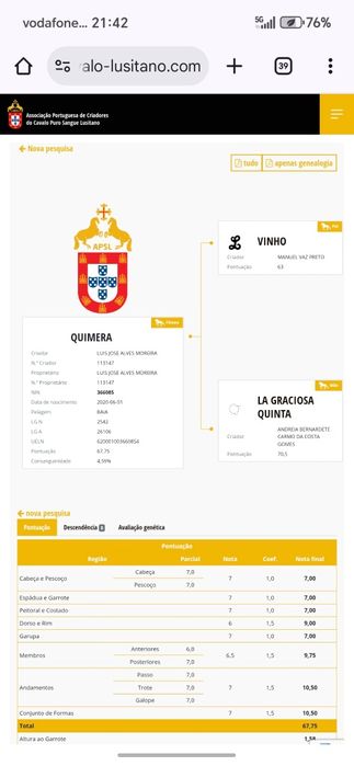 Poldro lusitano lazão